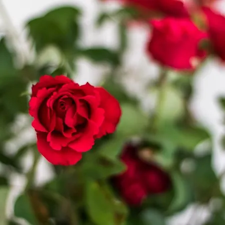 La Gemma Del Salento